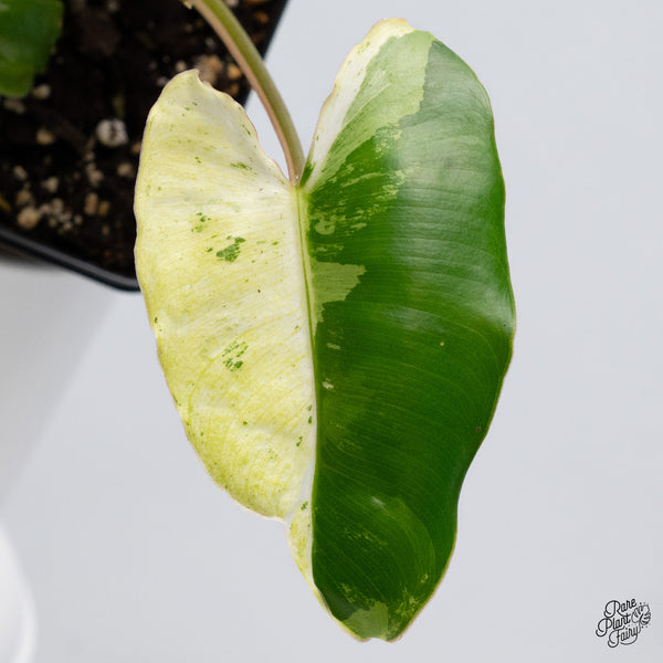 Philodendron 'Burle Marx Snow’ (wk36-G)