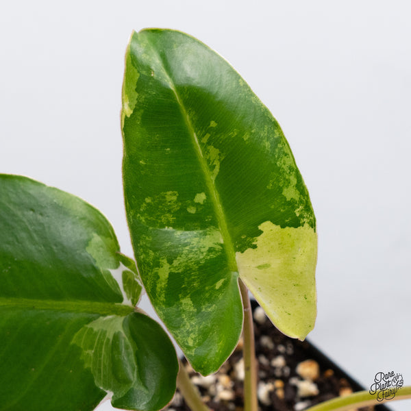 Philodendron 'Burle Marx Snow’ (wk36-G)