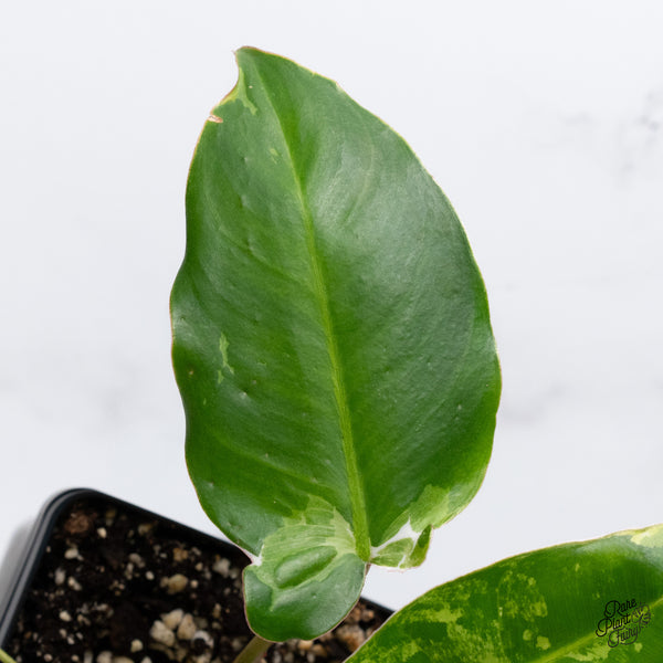 Philodendron 'Burle Marx Snow’ (wk36-G)