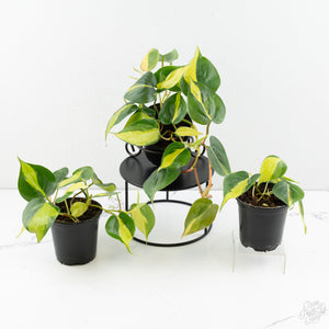 Philodendron 'Cream Splash' *Grower's Choice*