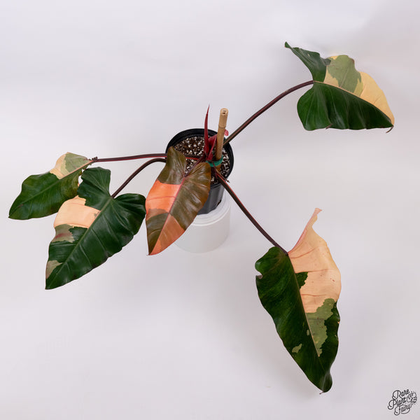 Philodendron 'Dark Lord' Variegated (wk33-V)