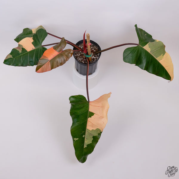 Philodendron 'Dark Lord' Variegated (wk33-V)