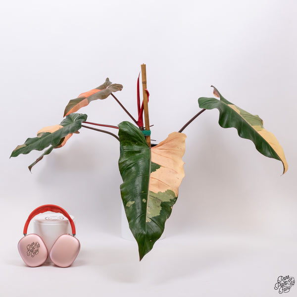 Philodendron 'Dark Lord' Variegated (wk33-V)