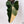 Philodendron 'Dark Lord' Variegated (wk33-V)
