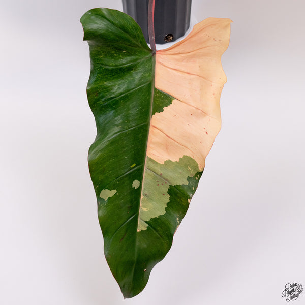 Philodendron 'Dark Lord' Variegated (wk33-V)