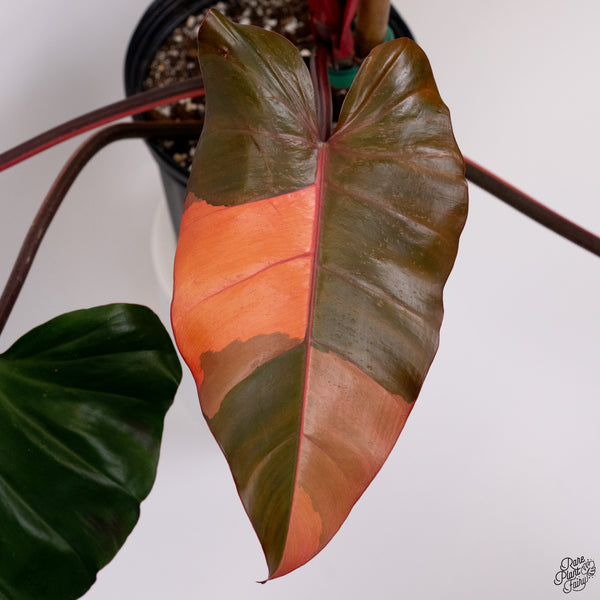 Philodendron 'Dark Lord' Variegated (wk33-V)