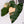 Philodendron 'Dark Lord' Variegated (wk33-V)