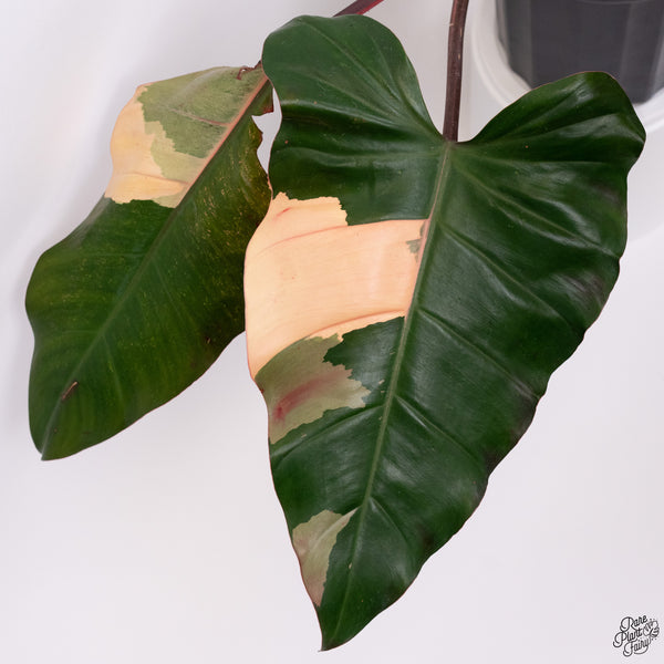 Philodendron 'Dark Lord' Variegated (wk33-V)