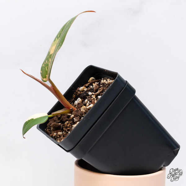 Philodendron 'Dark Lord' Variegated (wk37-N)