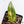 Philodendron 'Dark Lord' Variegated (wk37-N)