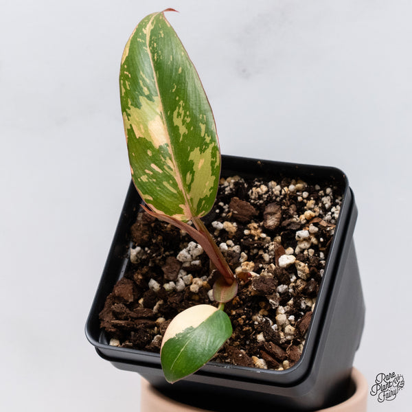 Philodendron 'Dark Lord' Variegated (wk37-N)