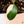 Philodendron 'Dark Lord' Variegated (wk37-N)