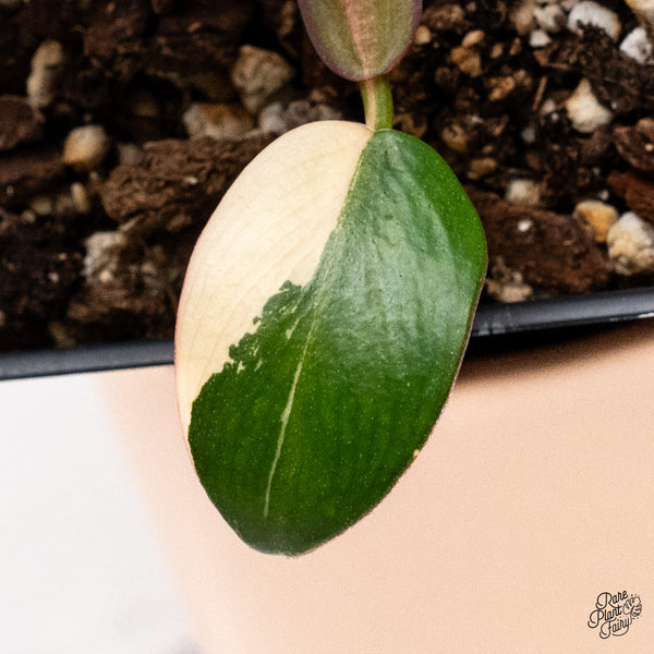 Philodendron 'Dark Lord' Variegated (wk37-N)