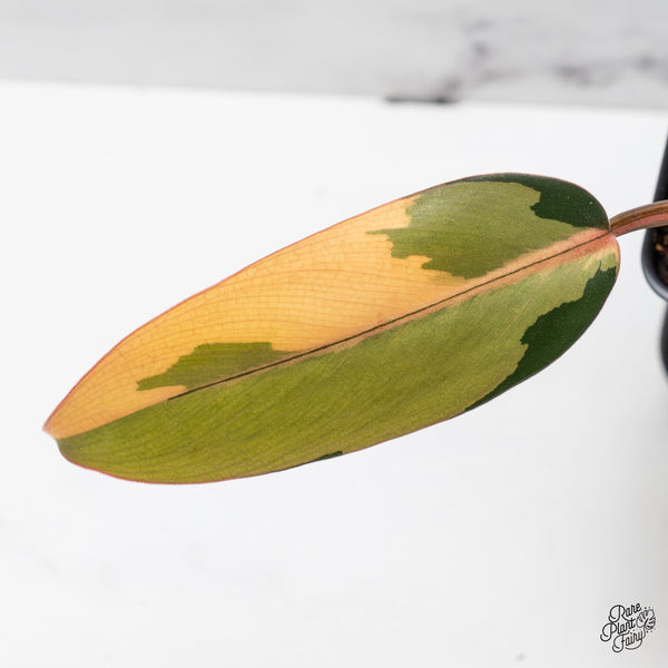 Philodendron 'Dark Lord' Variegated (wk45-R)