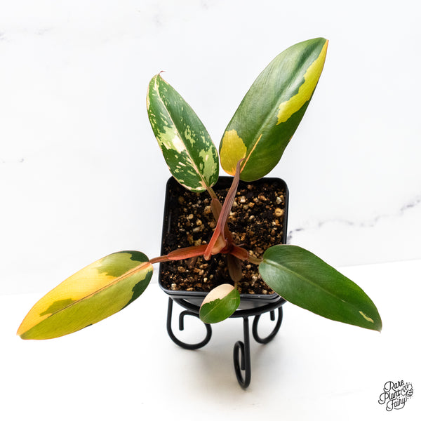 Philodendron 'Dark Lord' Variegated (wk45-R)
