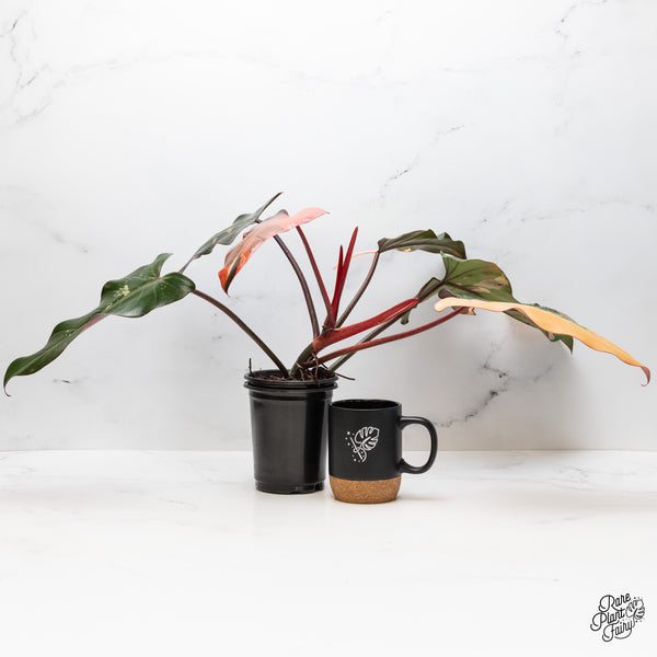 Philodendron 'Dark Lord' Variegated (wk49-UO)