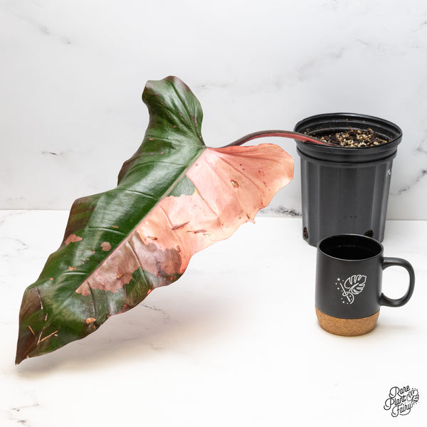 Philodendron 'Dark Lord' Variegated - Rooted Cutting (wk51-UQ)