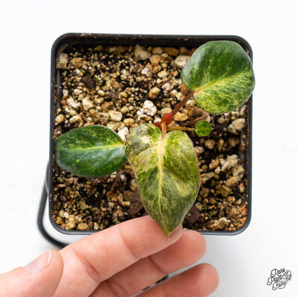 Philodendron 'El Choco Red' x 'Billietiae' Variegated (wk45-AB)