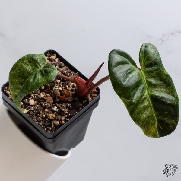Philodendron 'El Choco Red' x Billietiae Variegated (wk35-F)