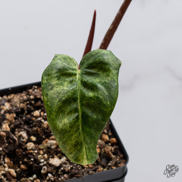 Philodendron 'El Choco Red' x Billietiae Variegated (wk35-F)