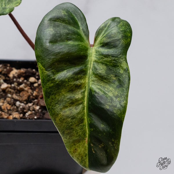 Philodendron 'El Choco Red' x Billietiae Variegated (wk35-F)