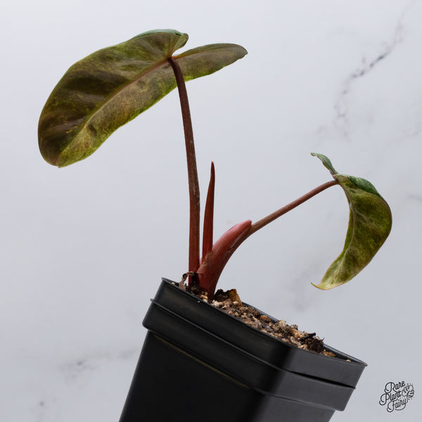 Philodendron 'El Choco Red' x Billietiae Variegated (wk35-F)