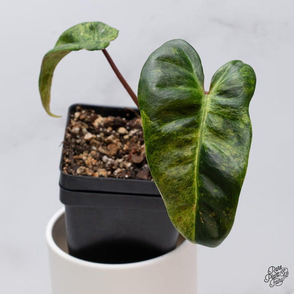 Philodendron 'El Choco Red' x Billietiae Variegated (wk35-F)