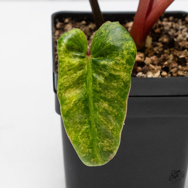 Philodendron 'El Choco Red' x 'Billietiae' Variegated (wk49-D)