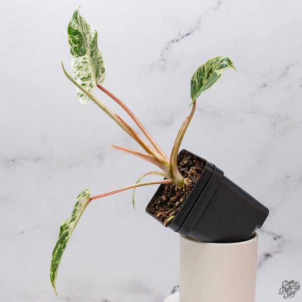 Philodendron 'Emerald Ice' (wk33-K)