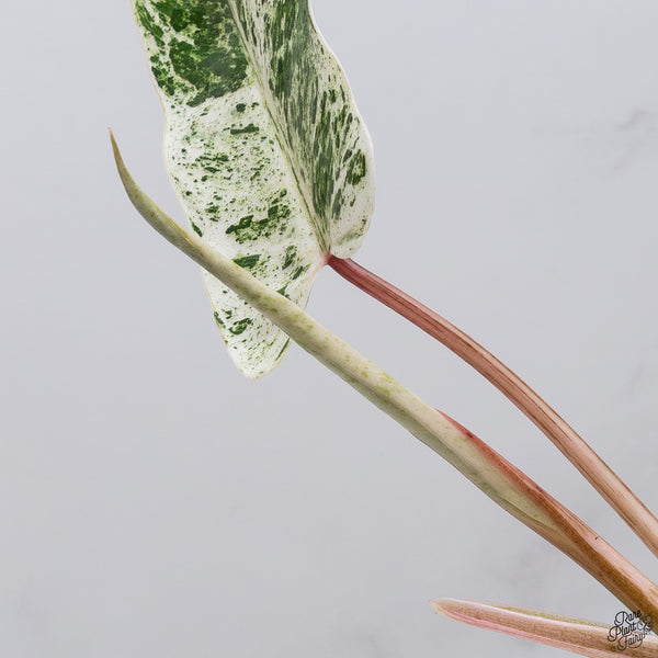 Philodendron 'Emerald Ice' (wk33-K)