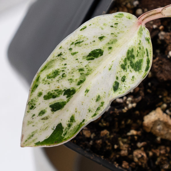 Philodendron 'Emerald Ice' (wk33-K)