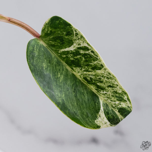 Philodendron 'Emerald Ice' (wk33-K)