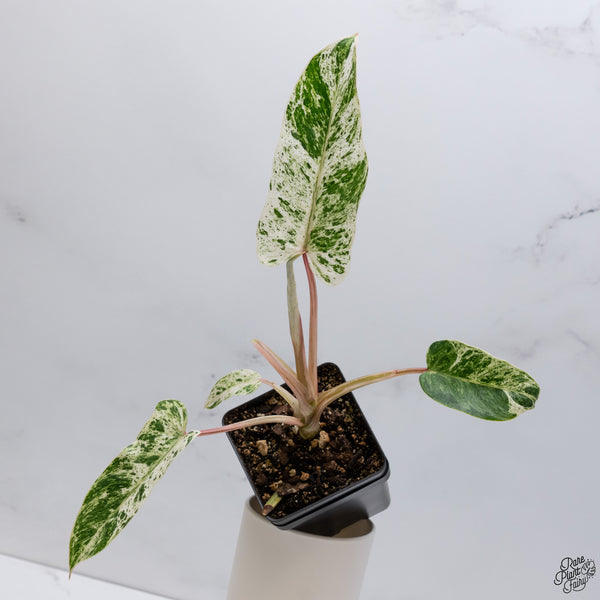 Philodendron 'Emerald Ice' (wk33-K)