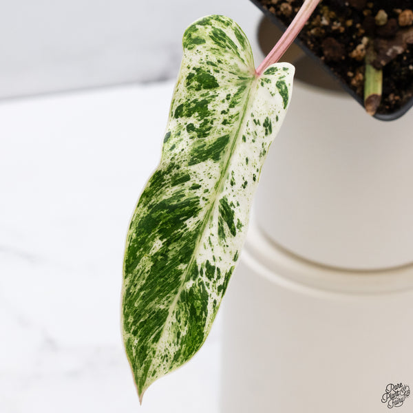 Philodendron 'Emerald Ice' (wk33-K)