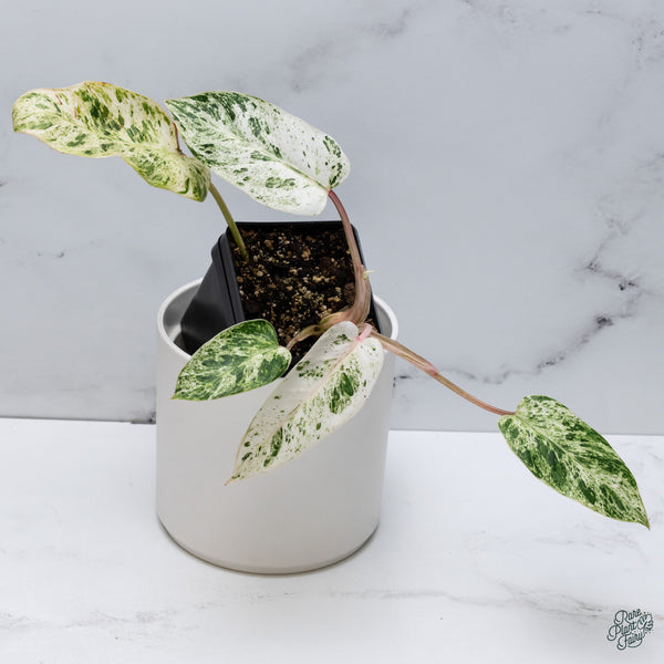 Philodendron 'Emerald Ice' (wk34-H)
