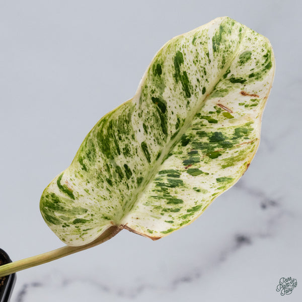 Philodendron 'Emerald Ice' (wk34-H)