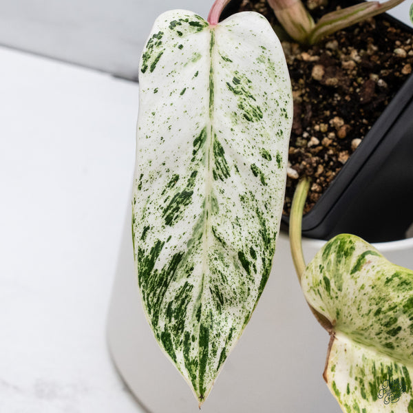 Philodendron 'Emerald Ice' (wk34-H)