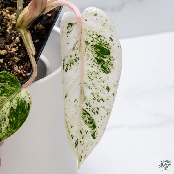 Philodendron 'Emerald Ice' (wk34-H)
