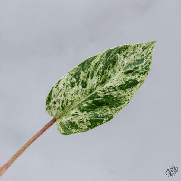 Philodendron 'Emerald Ice' (wk34-H)