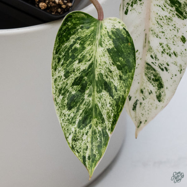 Philodendron 'Emerald Ice' (wk34-H)