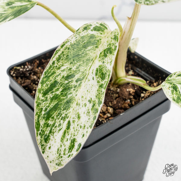 Philodendron 'Emerald Ice' (wk47-J)