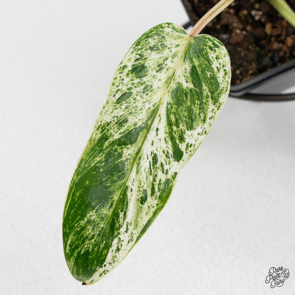 Philodendron 'Emerald Ice' (wk52-J)