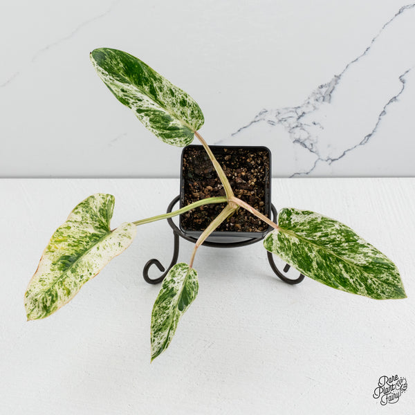 Philodendron 'Emerald Ice' (wk52-J)