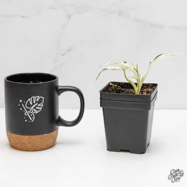 Philodendron 'Emerald Ice' (wk5-B)