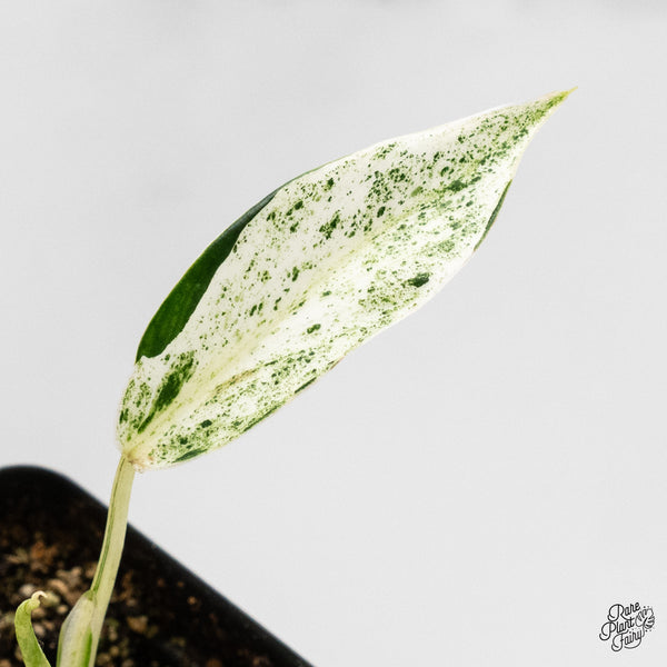 Philodendron 'Emerald Ice' (wk5-B)