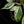 Philodendron 'Emerald King' (wk32-D)