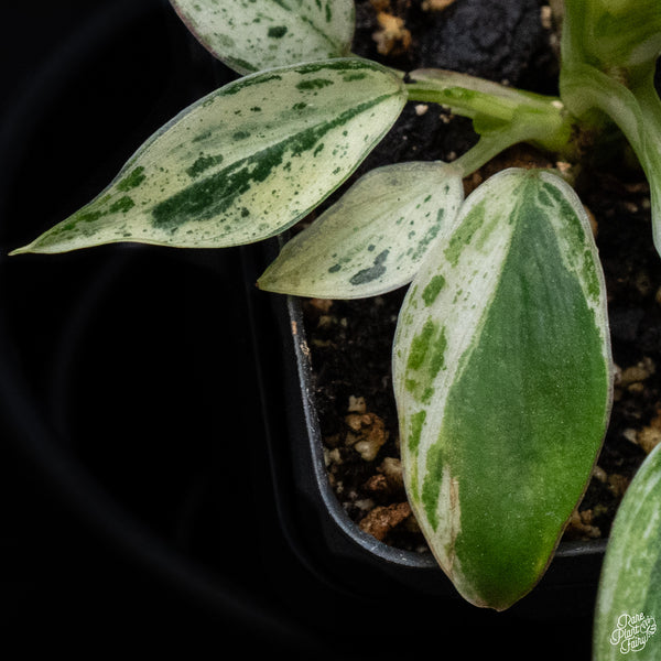 Philodendron 'Emerald King' (wk32-D)