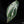 Philodendron 'Emerald King' (wk32-D)