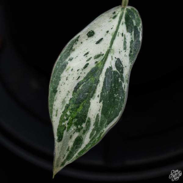 Philodendron 'Emerald King' (wk32-D)