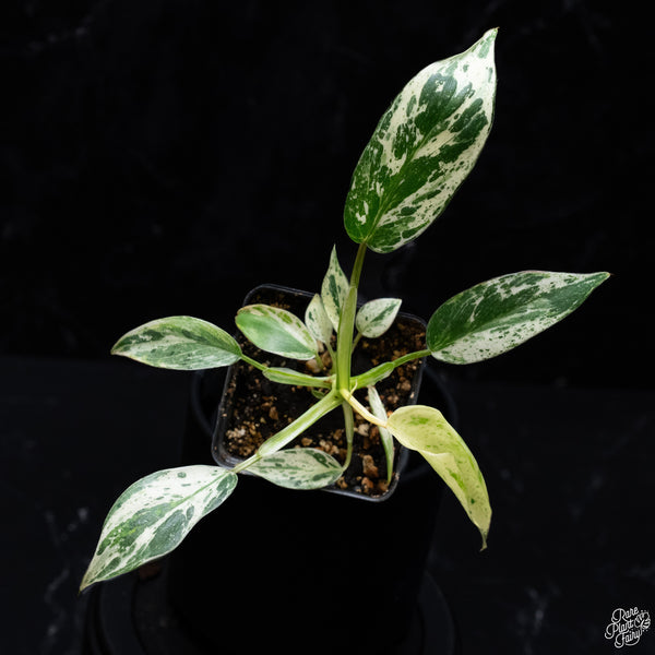 Philodendron 'Emerald King' (wk32-D)